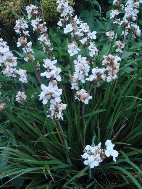 Libertia grandiflora